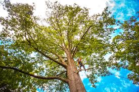 How Our Tree Care Process Works  in  Ozark, AR