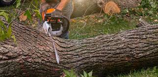 Reliable Ozark, AR  Tree Services Solutions